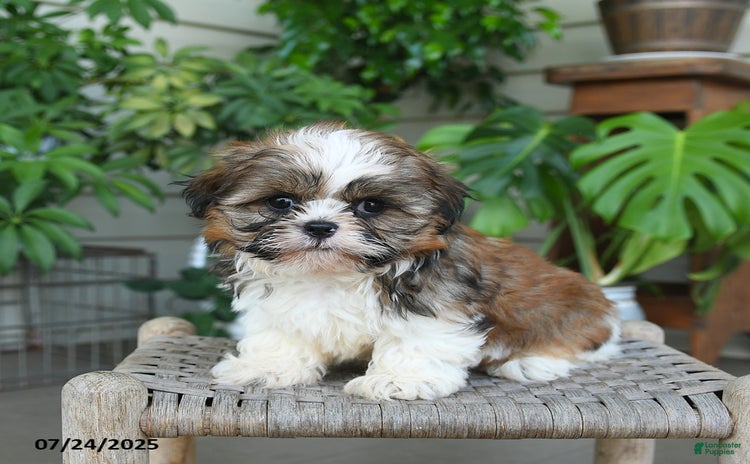 Shih Tzu dogs for sale - Ad 3