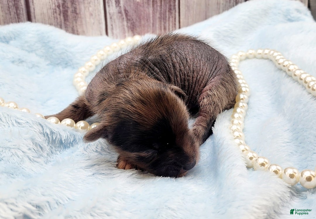 Chinese Crested dogs for sale: Hypnotic - Image 2