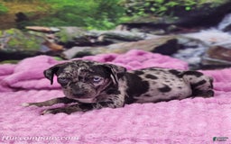 Catahoula Leopard Dog dogs for sale: Luna 2025 Female 1 - Image 3