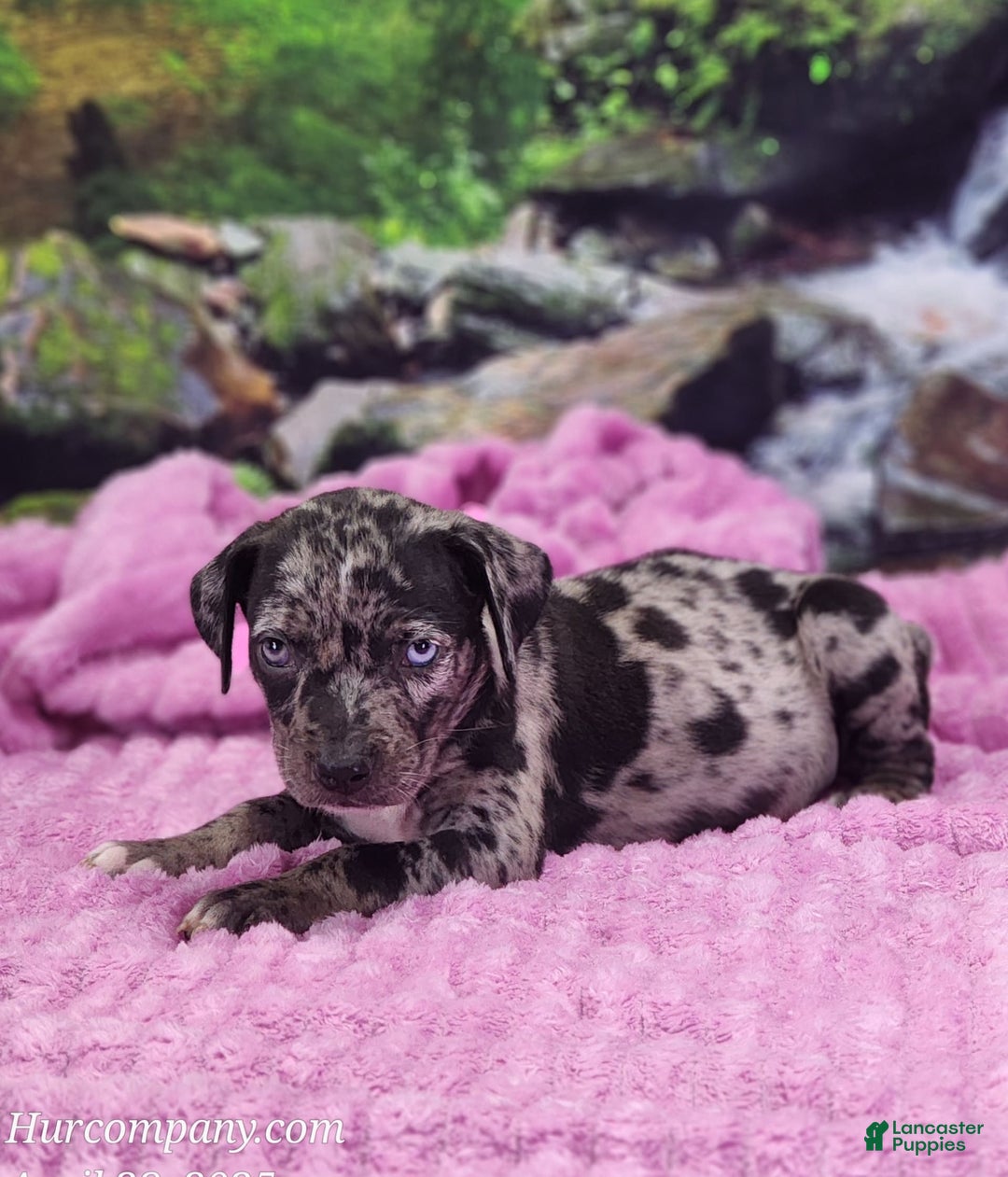 Catahoula Leopard Dog dogs for sale: Luna 2025 Female 1 - Image 3