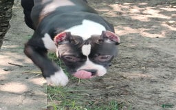 American Bully dogs for sale: Yoyo - Image 2