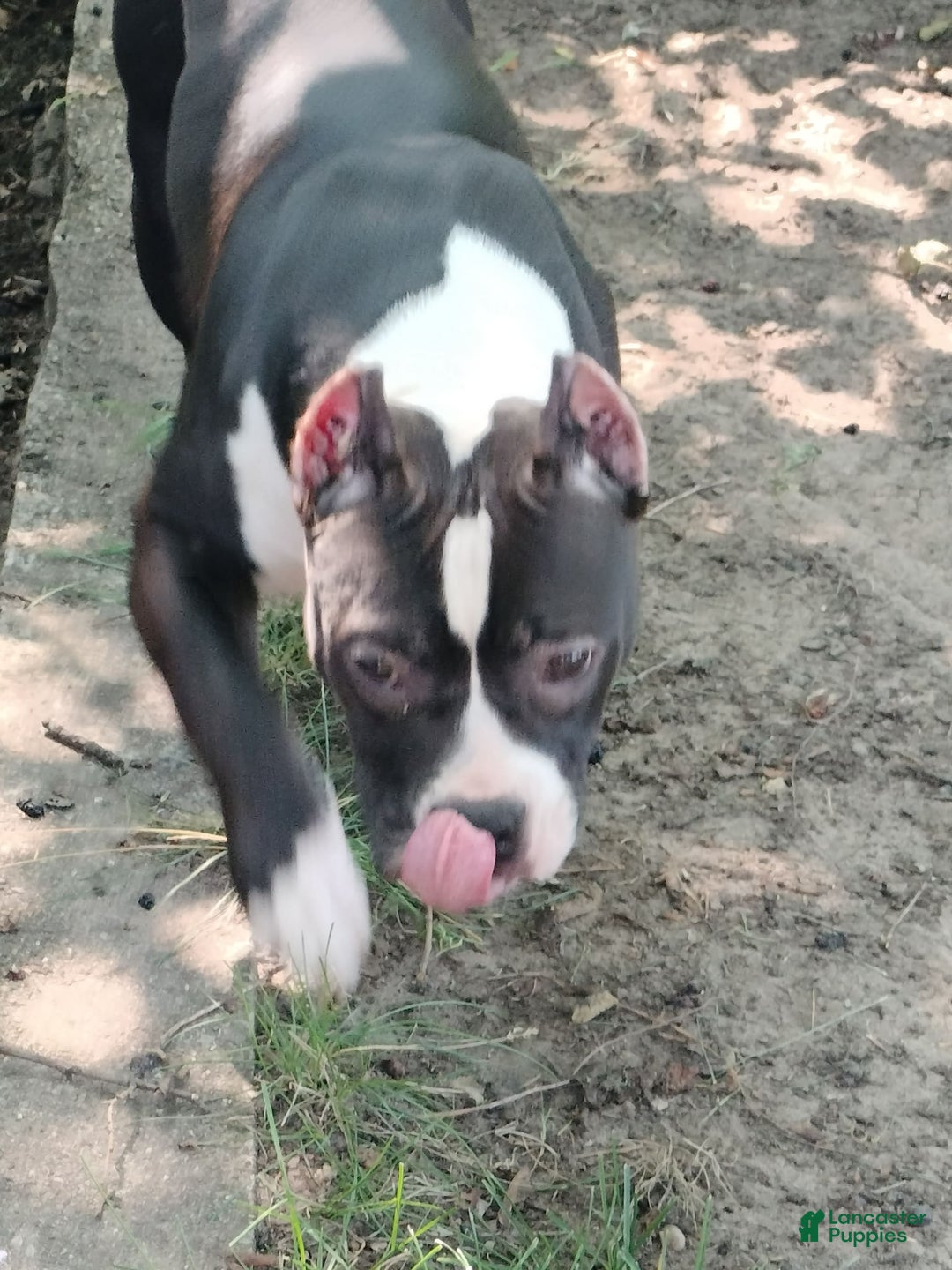 American Bully dogs for sale: Yoyo - Image 2