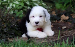Old English Sheepdog dogs for sale: Dallas - Image 3