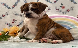 English Bulldog dogs for sale: Alex - Image 6