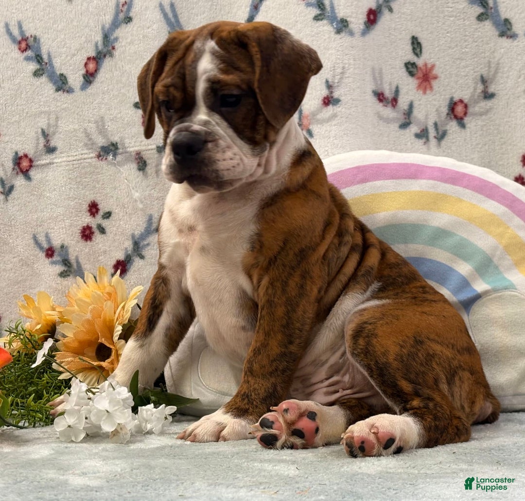 English Bulldog dogs for sale: Alex - Image 6