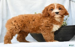 Cavapoo dogs for sale: Peanut - Image 5