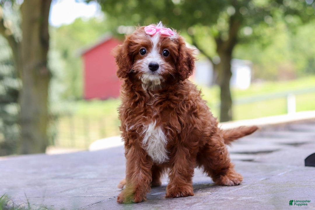 Cavapoo dogs for sale: Levy - Image 1
