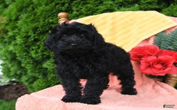 Miniature Poodle dogs for sale: Opal - Image 18