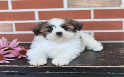 Shih Tzu dogs for sale: Dora - Image 1