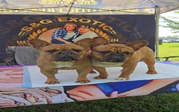 French Bulldog dogs for sale: Raider - Image 13