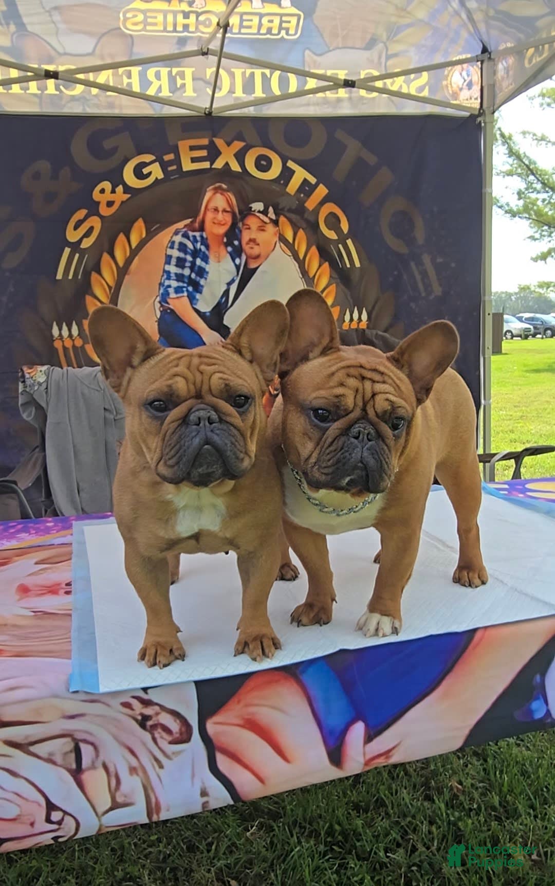 French Bulldog dogs for sale: Raider - Image 13