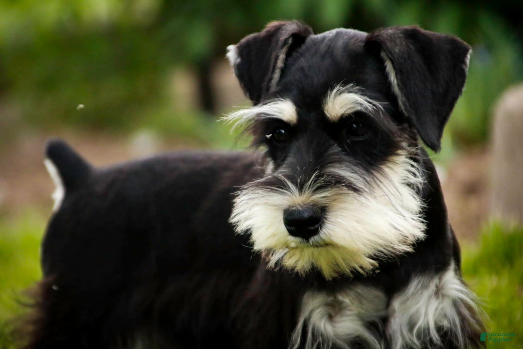 Miniature Schnauzer dogs for sale: Cinderella - Image 14