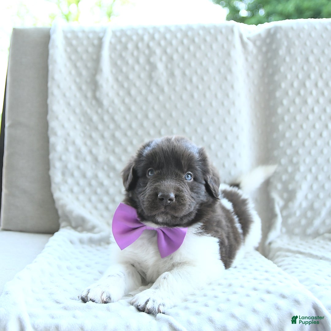 Newfoundland dogs for sale: Jade - Image 13