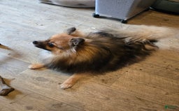 Pomeranian dogs for sale: Sassy - Image 6