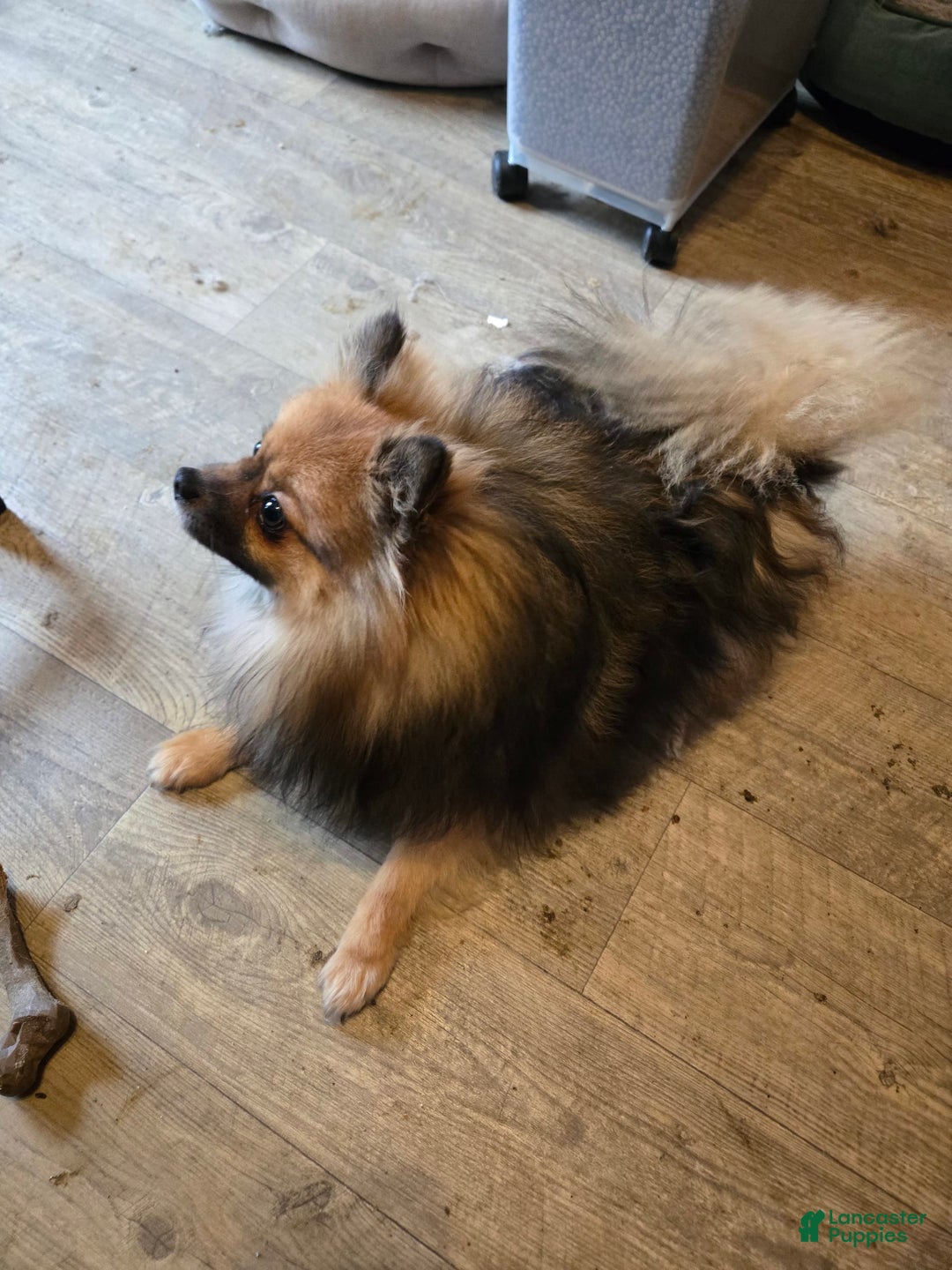 Pomeranian dogs for sale: Sassy - Image 6