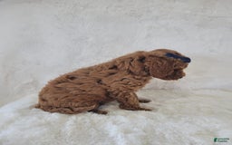 Mini Goldendoodle dogs for sale: Leo - Image 3