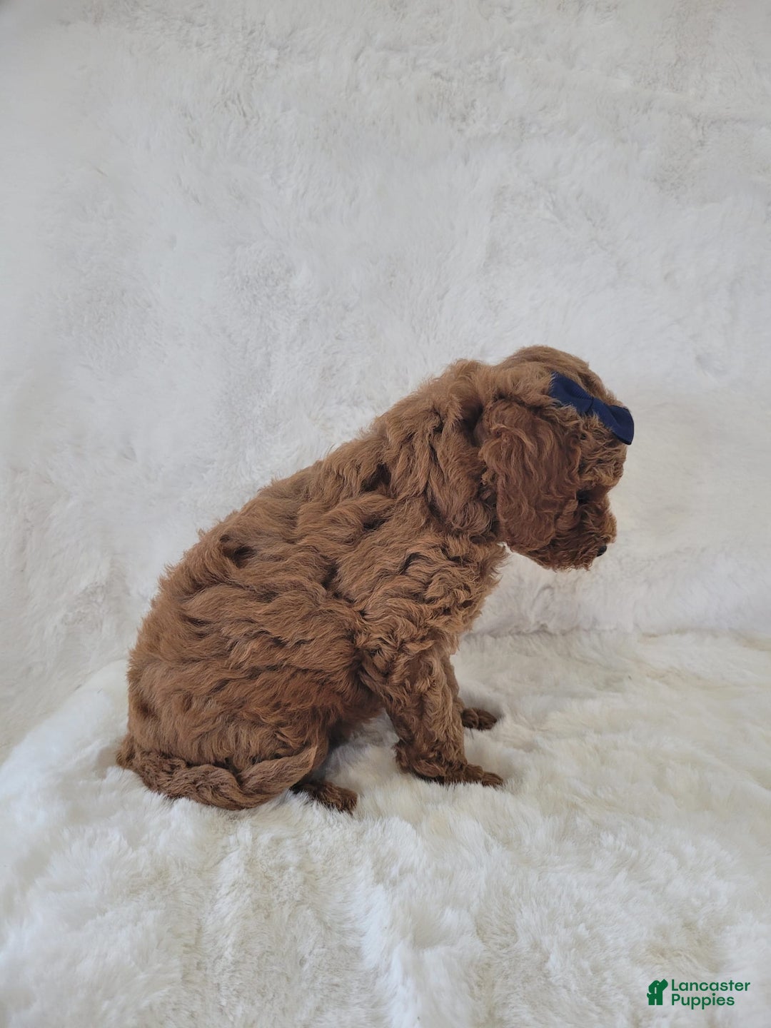 Mini Goldendoodle dogs for sale: Leo - Image 3