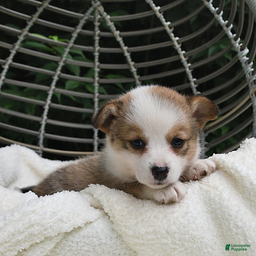 Welsh Corgi Pembroke dogs for sale: Rose - Image 7
