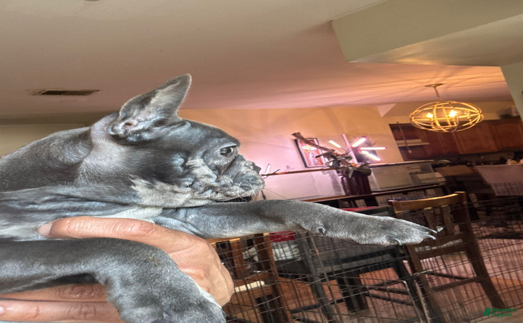 French Bulldog dogs for sale - Ad 1