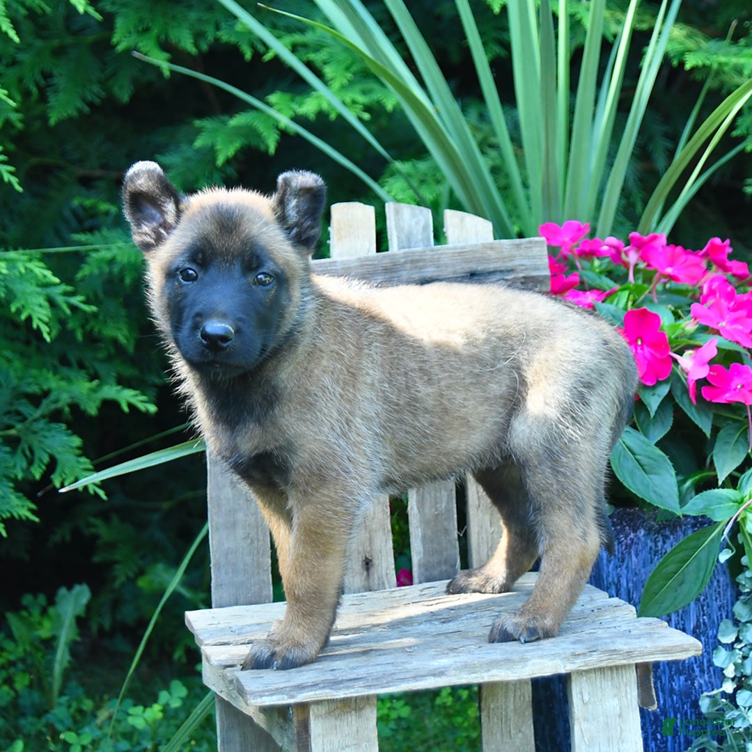 Belgian Malinois dogs for sale: Belgian Malinois 9 puppies - Image 4