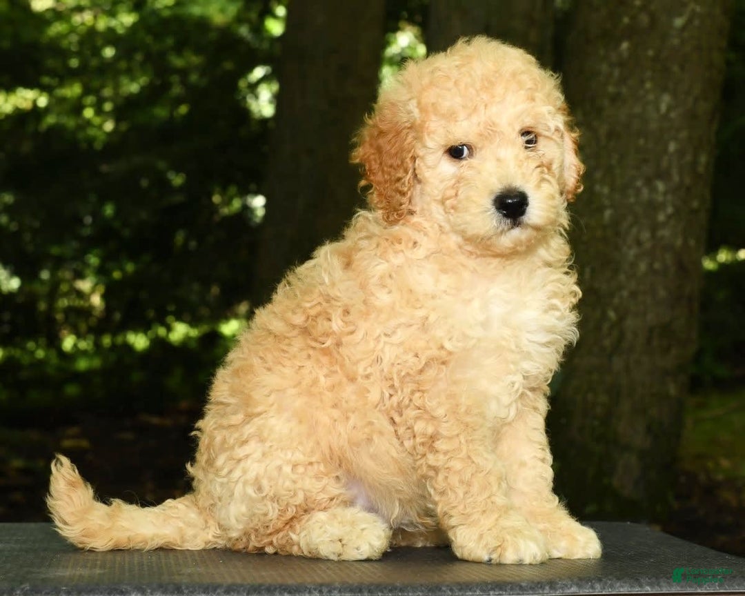 Mini Goldendoodle dogs for sale: Lincoln - Image 3