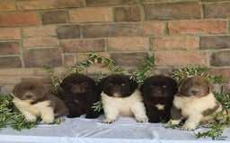 Newfoundland dogs for sale: Sarge - Image 3