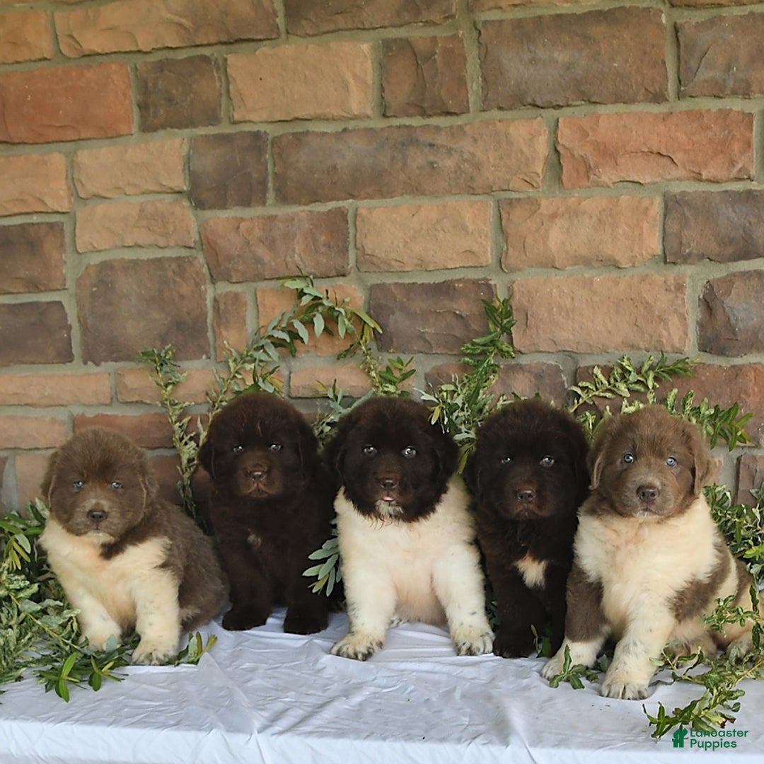 Newfoundland dogs for sale: Sarge - Image 3