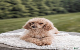 Standard Poodle dogs for sale: Chloe-moyen Poodle - Image 1
