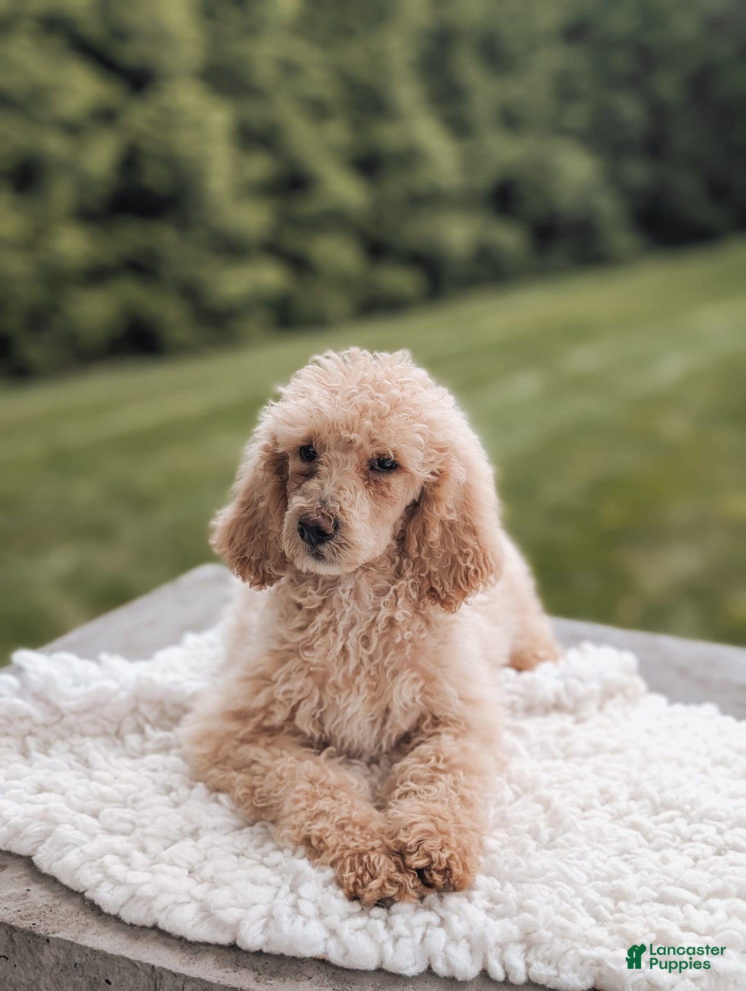 Standard Poodle dogs for sale: Chloe-moyen Poodle - Image 1