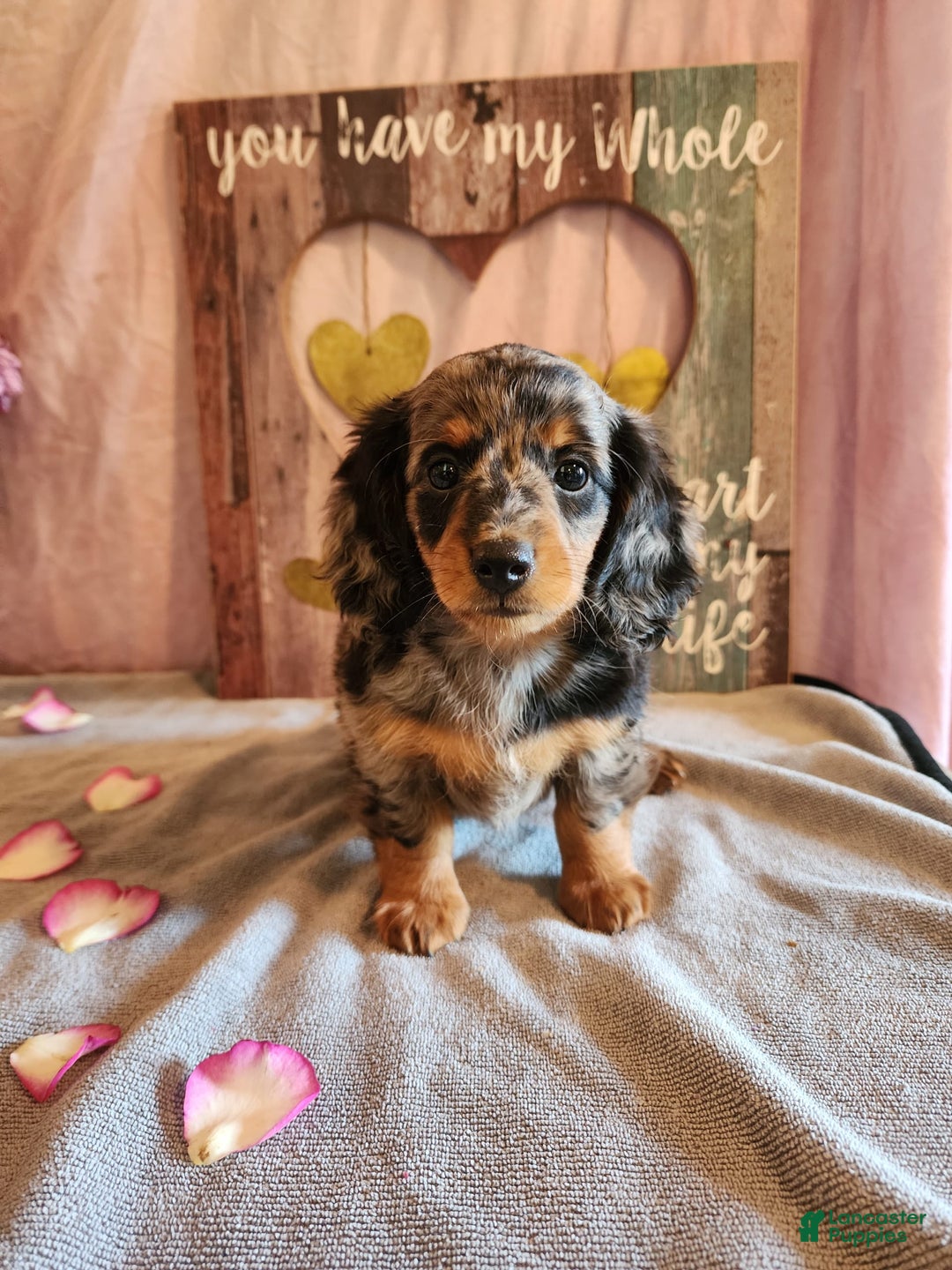 Miniature Dachshund dogs for sale: Delilah - Image 2
