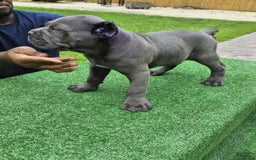 Cane Corso dogs for sale: Dream - Image 8