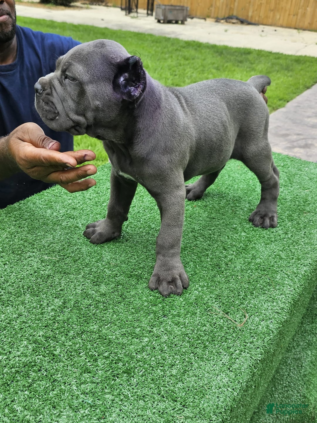 Cane Corso dogs for sale: Dream - Image 8