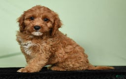 Cavapoo dogs for sale: Irresistable - Image 8