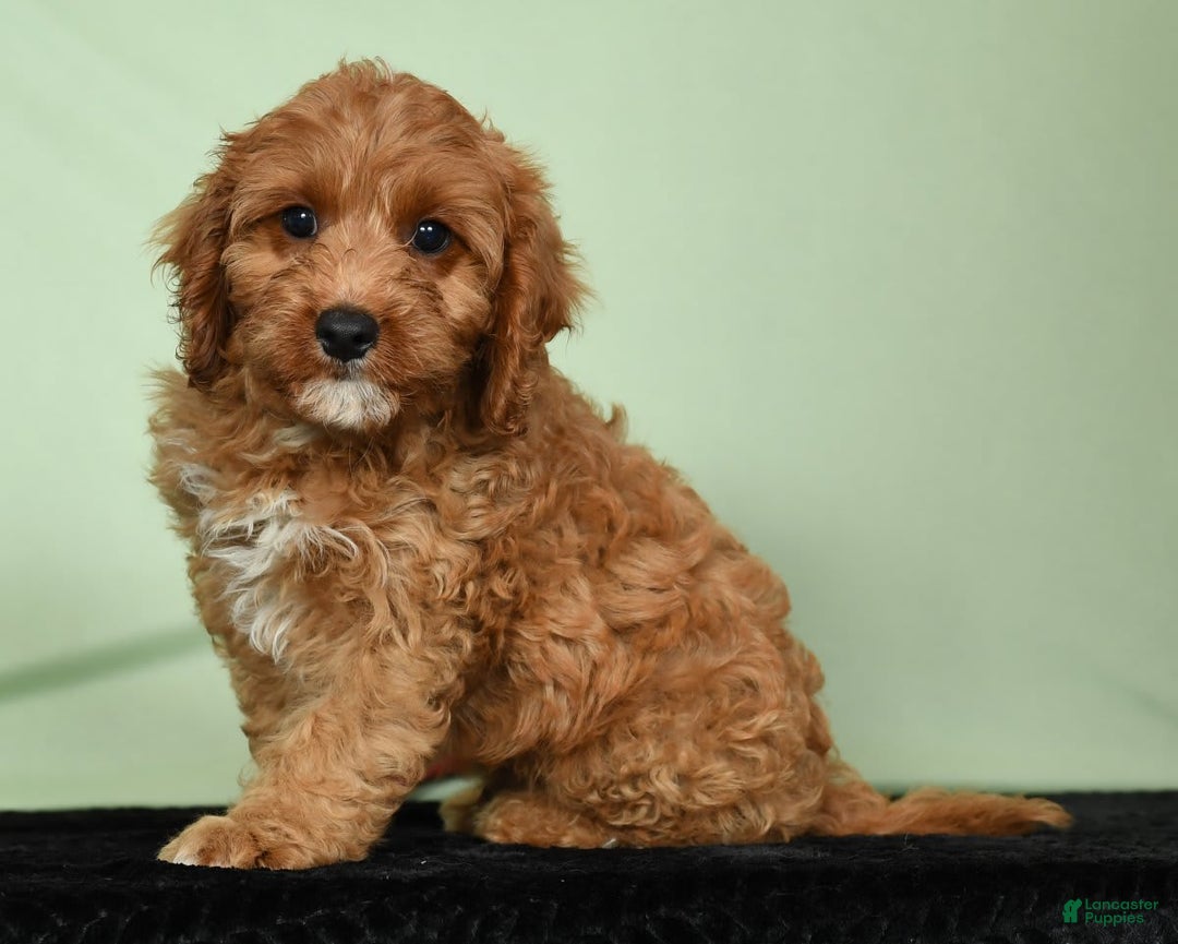 Cavapoo dogs for sale: Irresistable - Image 8