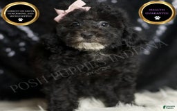 Miniature Poodle dogs for sale: Shirley - Image 6
