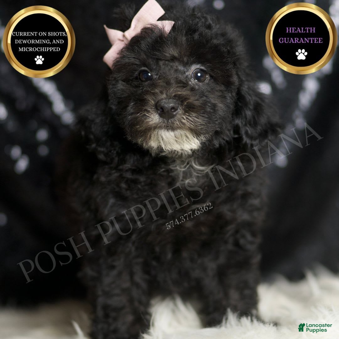 Miniature Poodle dogs for sale: Shirley - Image 6