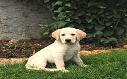 Maremma Sheepdog dogs for sale: Enzo - Image 3