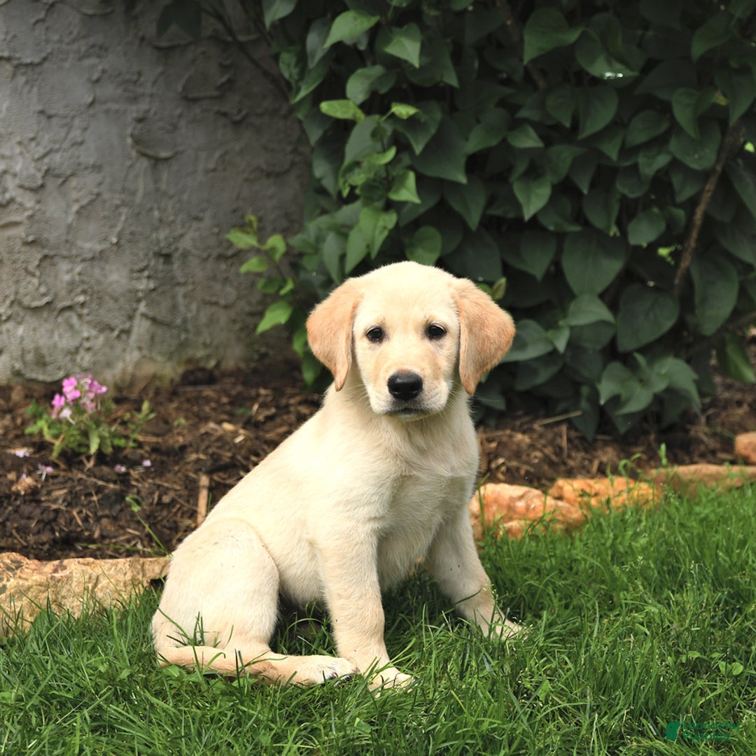 Maremma Sheepdog dogs for sale: Enzo - Image 3