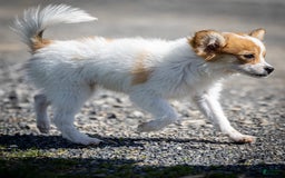 Papillon dogs for sale: Pippi - Image 2