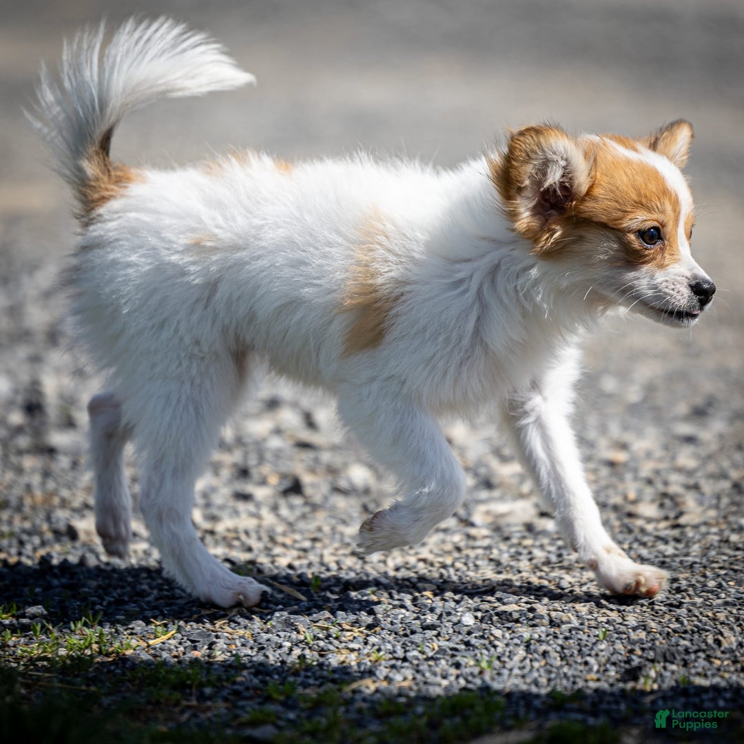 Papillon dogs for sale: Pippi - Image 2