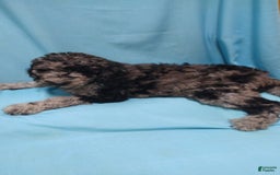 Goldendoodle dogs for sale: Opal - Image 1
