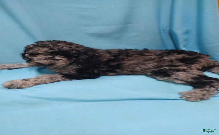 Goldendoodle dogs for sale - Ad 4