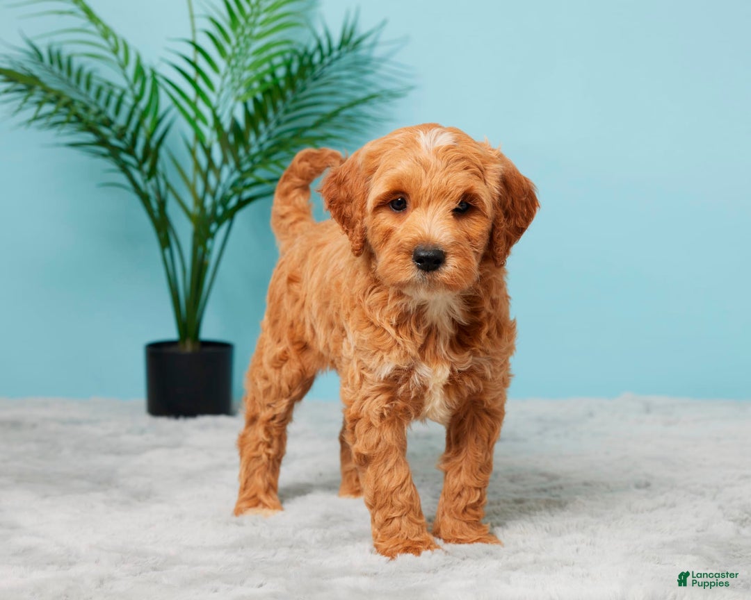 Mini Goldendoodle dogs for sale: Missie - Image 4