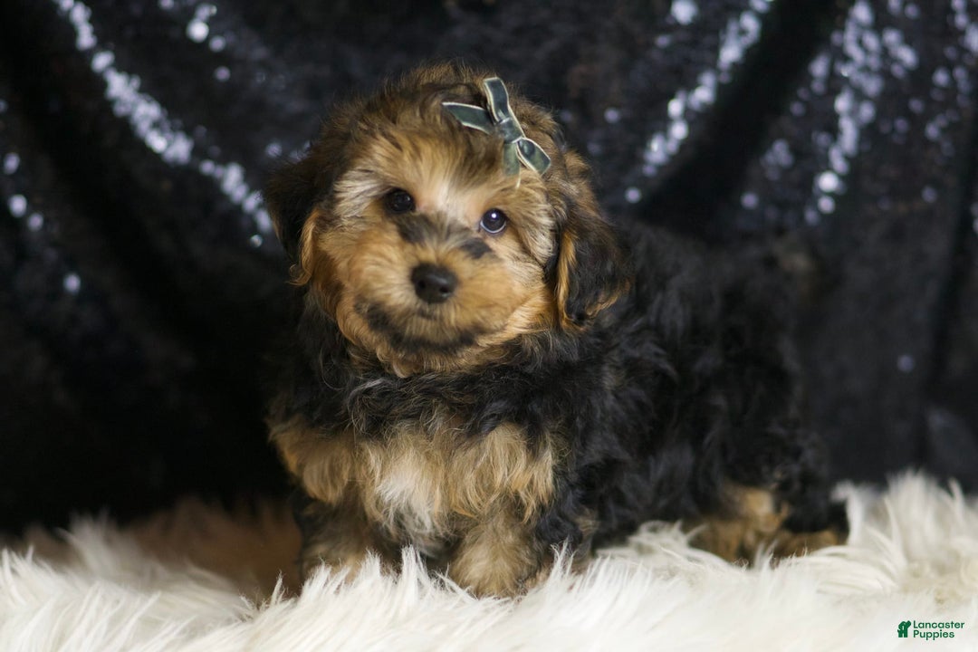 Yorkiepoo dogs for sale: Charming - Image 4