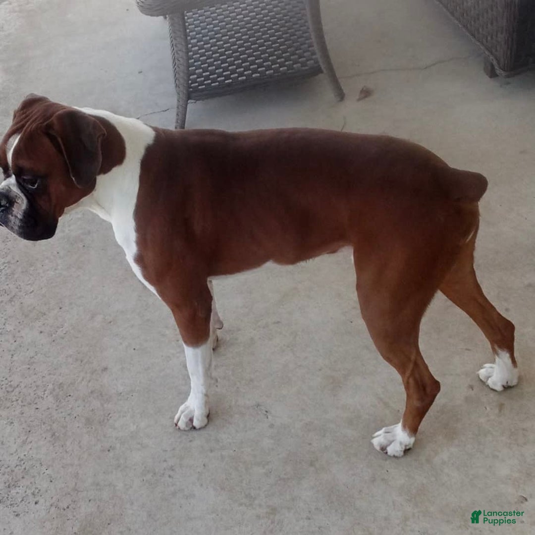Boxer dogs for sale: Chaz - Image 13