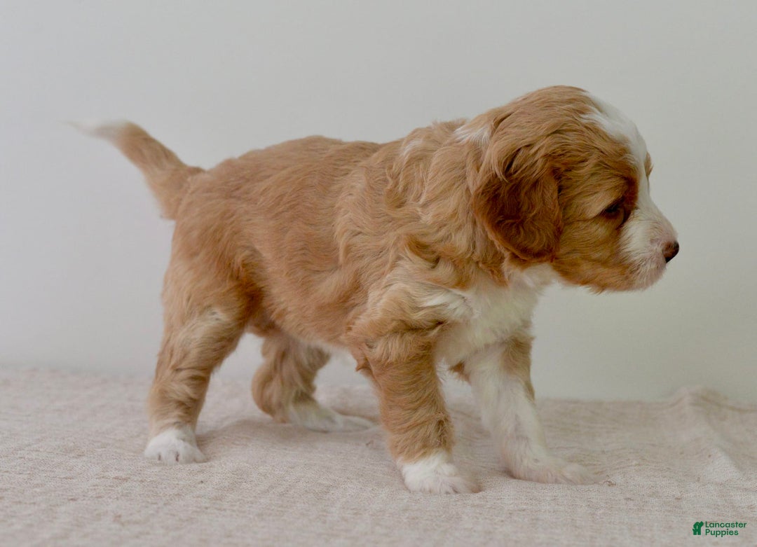 Bernedoodle dogs for sale: Marshmallow-medium - Image 6