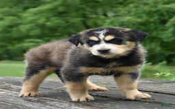 Gerberian Shepsky dogs for sale: Jazzy - Image 1