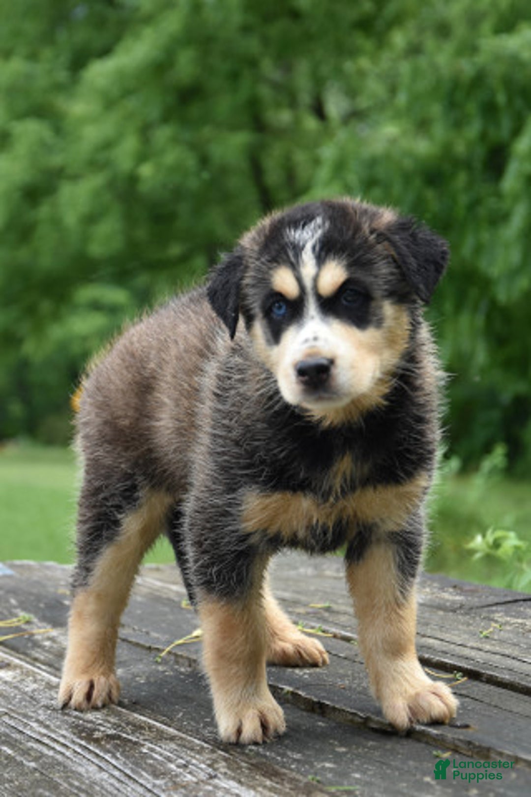 Gerberian Shepsky dogs for sale: Jazzy - Image 1