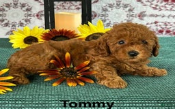 Toy Poodle dogs for sale: Tommy - Image 1