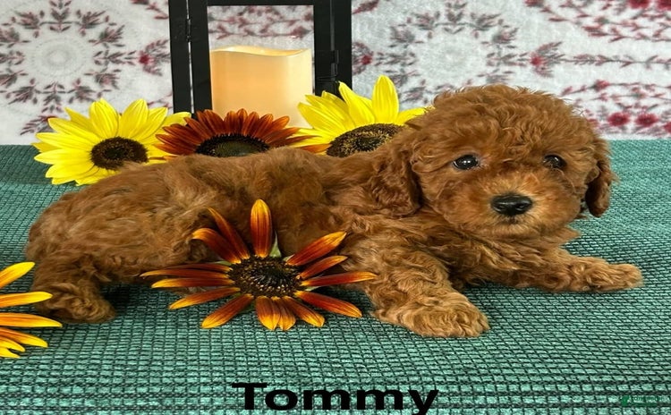 Toy Poodle dogs for sale - Ad 5